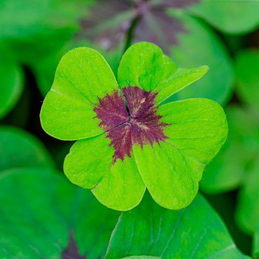 Quelles pierres portent chance ?