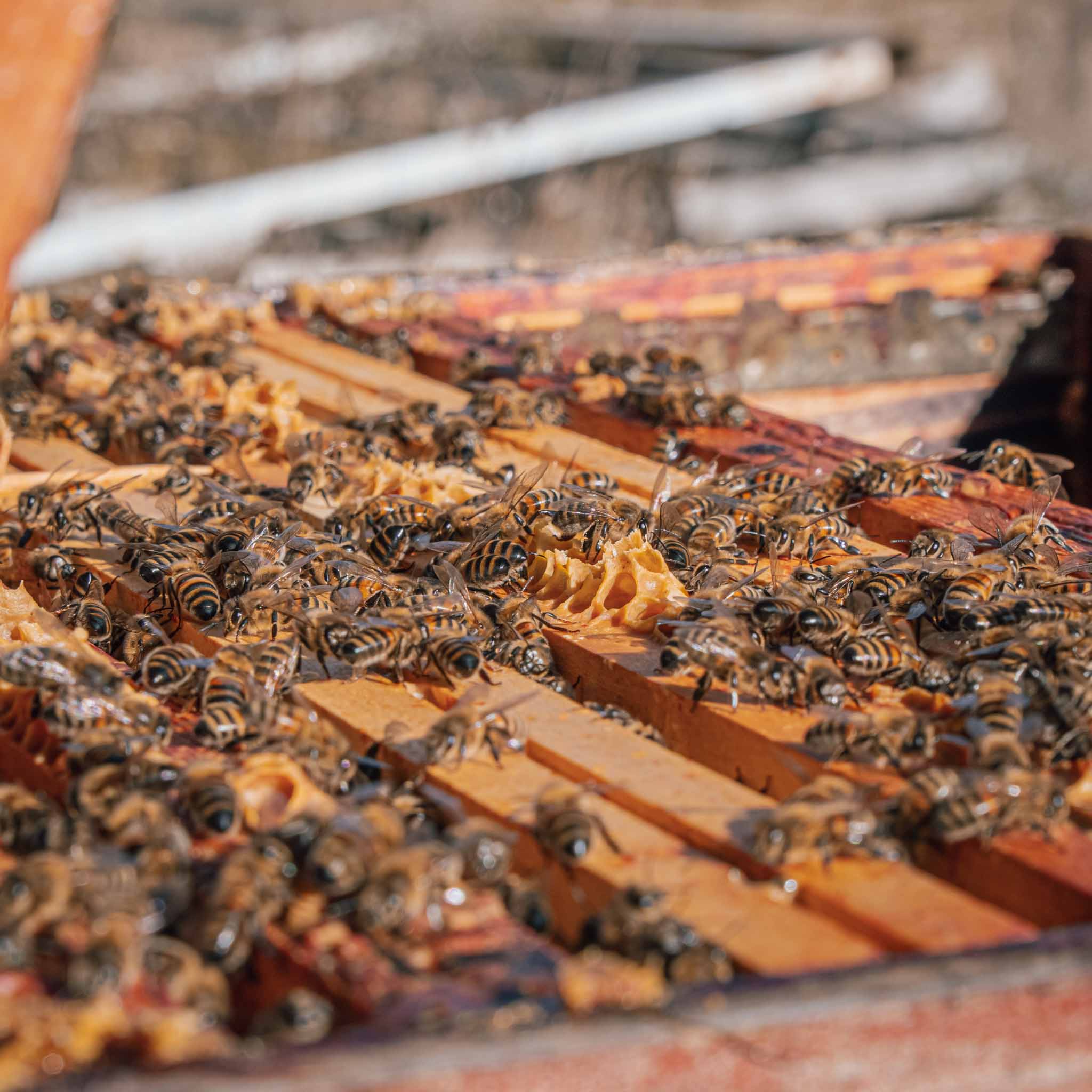 Miel d'Acacia 125g - SLOYA