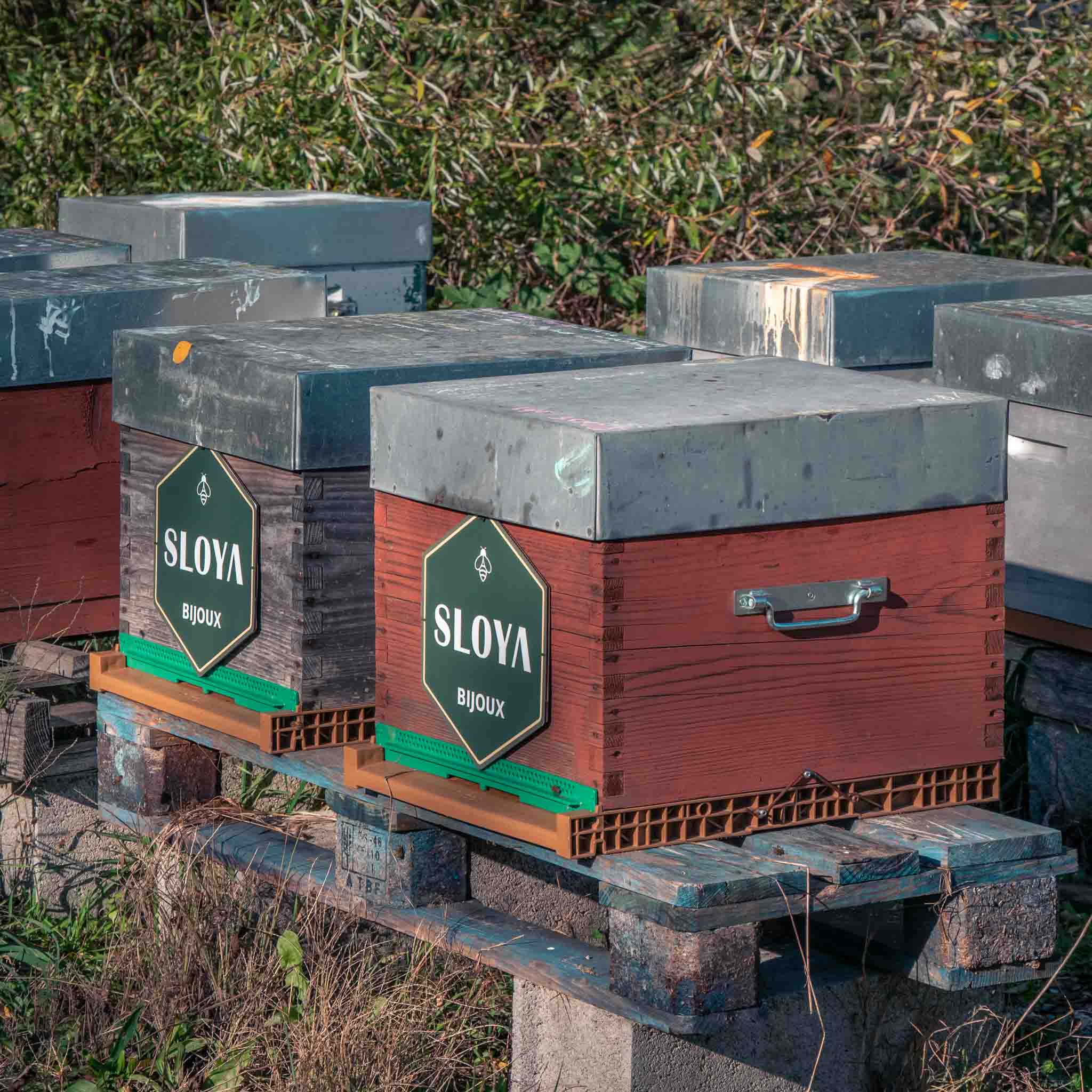 Miel d'Acacia 250g - SLOYA