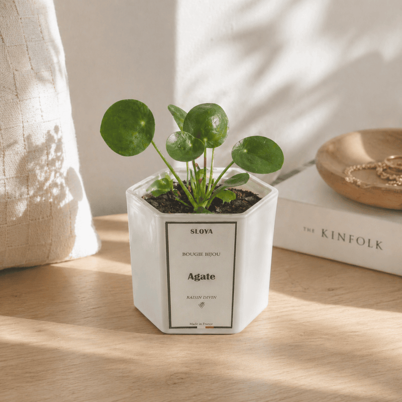 Pot de fleurs
